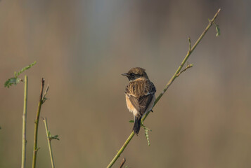 A wild bird at morning light sitting on the tree branch .