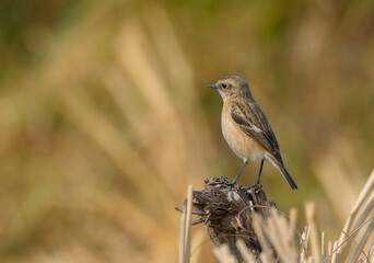 A wild bird on the tree branch at grassland in morning time .