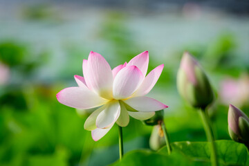 Obraz premium Delicate vivid pink and white water lily flowers (Nymphaeaceae) in full bloom and green leaves on a water surface in a summer garden, beautiful outdoor floral background photographed with soft focus.