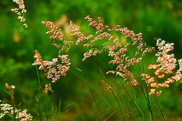 Pink grass flower in morning light with green background.