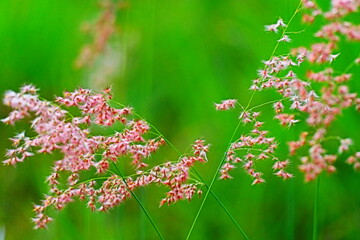 Pink grass flower in morning light with green background.