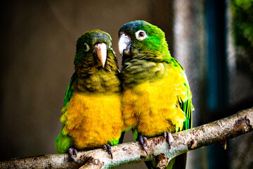 Casal de Papagaios