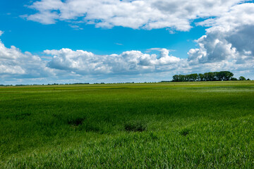 Reed grass on the North Sea in summer with a blue sky