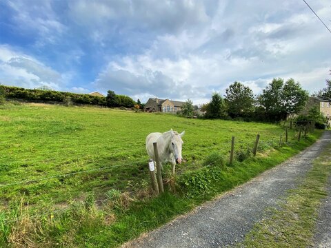 A white horse, looking over a barbed wire fence, in a lush green field, with trees and houses in the distance, on the hills in, Shipley, Bradford, UK - Powered by Adobe
