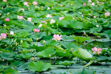 Obraz na płótnie Canvas Delicate vivid pink and white water lily flowers (Nymphaeaceae) in full bloom and green leaves on a water surface in a summer garden, beautiful outdoor floral background photographed with soft focus.