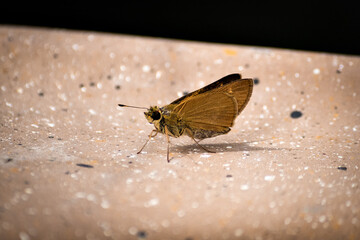 Borboleta