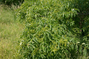 Green Foliage of a Japanese Cork Tree (Phellodendron japonicum) with a Bright Blue Sky Background Growing in a Garden in Rural Devon, England, UK