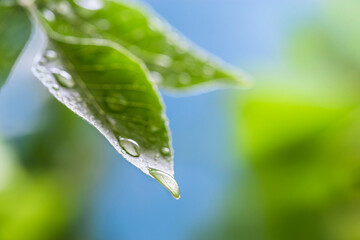 Image with droplets on the leaves.