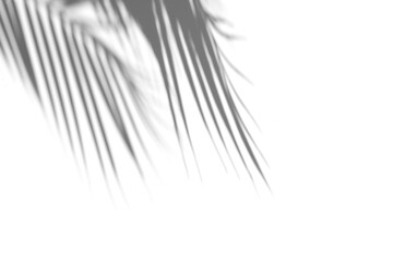 Shadow of palm leaf on white background. Abstract tropical concept. Shadow overlay. Copy space.