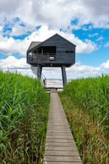 Wooden path surrounded by reed grass on the North Sea in summer with a blue sky and a view of the Kiekkaaste