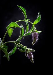Image with flowers.