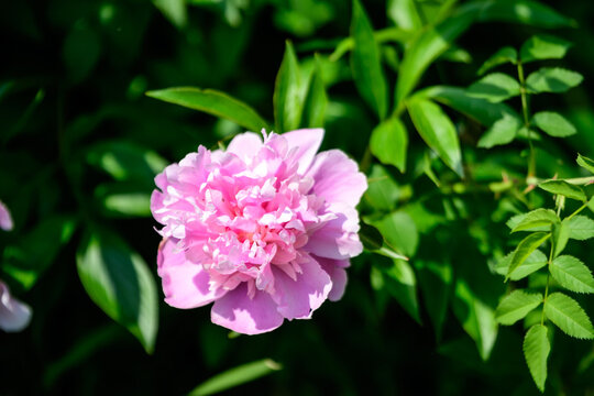 Bush with one large delicate vivid pink peony flower in a British cottage style garden in a sunny spring day, beautiful outdoor floral background photographed with selective focus.