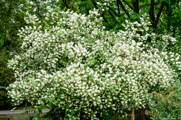 Fototapeta na wymiar Fresh delicate white flowers and green leaves of Philadelphus coronarius ornamental perennial plant, known as sweet mock orange or English dogwood, in a garden in a sunny summer day, beautiful outdoor