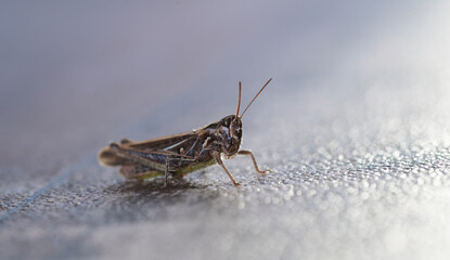 grasshopper on the ground