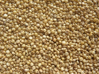 Yellowish white color raw whole Sorghum millet or Jowar