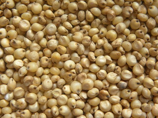 Yellowish white color raw whole Sorghum millet or Jowar