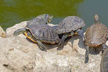 Obraz premium turtles basking and swimming in the sun