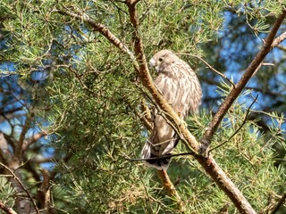Falcon