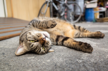 cute fat tabby cat lying on the ground