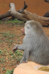 Hamadryas baboon a species of baboon from the old world monkey family.