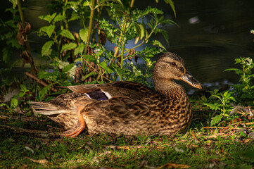 Female mallard duck in sunlight