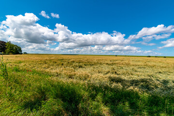 Fototapeta premium Wheat field and blue sky in summer on the North Sea coast near Ditzum