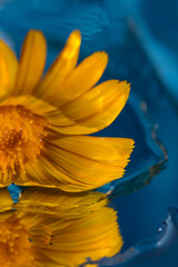 Obraz premium Yellow flower on a blue water background. Macro photo. Yellow flower close-up. Reflection of a flower in water. Texture of yellow petals. Water texture. Blue background. Water drops. Bokeh