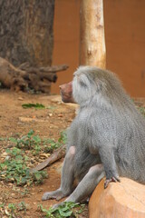 Hamadryas baboon a species of baboon from the old world monkey family.