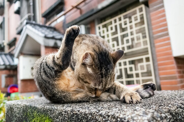 fat stray tabby cat scratching himself