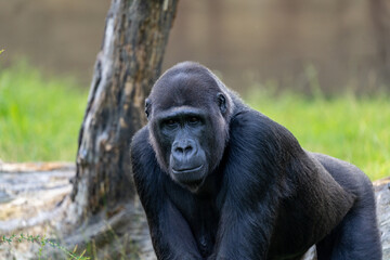 close up of a large male gorilla