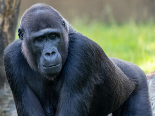 close up of a large male gorilla