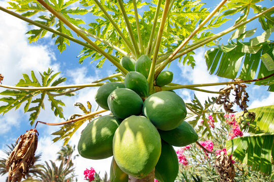 Carica papaya more commonly known as papaya tree growing in tropical regions and carrying abundant unripe pear-shaped fruit, highly valued for its health benefits, also named the fruit of the angels
