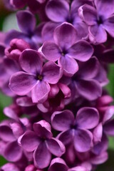Naklejka na ściany i meble close up of violet flower