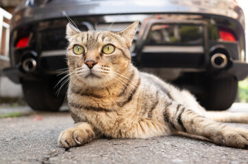 lazy tabby cat sleep on a ground