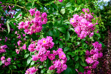 Bush with many delicate vivid pink magenta rose in full bloom and green leaves in a garden in a sunny summer day, beautiful outdoor floral background photographed with soft focus.