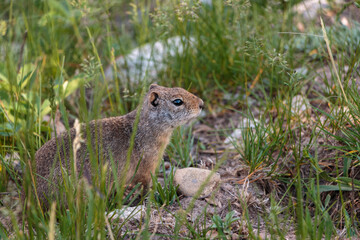 Naklejka na ściany i meble Close-up ground squirrel in grass