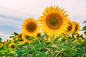 Blooming sunflowers. Colorful sunflower field.