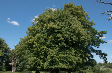Obraz premium Avenue of Common Lime Trees (Tilia x europaea) Growing in a Park in Rural Devon, England, UK