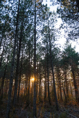 Vertical panorama of forest of tall pines with the sun of tangling standing between the trunks