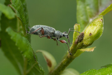 Phyllobius (Metaphyllobius) glaucus formerly known as Phyllobius calcaratus passing between the leaf and the shoots of the plant