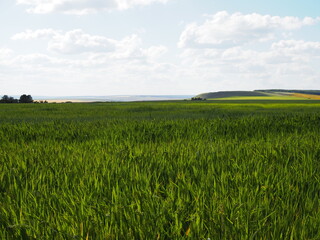 Wheat green field and beautiful countryside scener