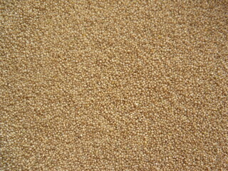 Brown color whole raw Little millet