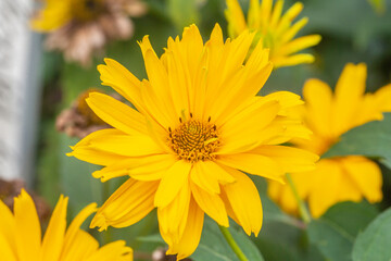 Flowers and plants in Dutch open air museum, Arnhem