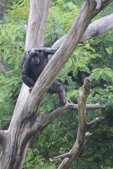 Apes (Hominoidea) are a branch of Old World tailless simians.