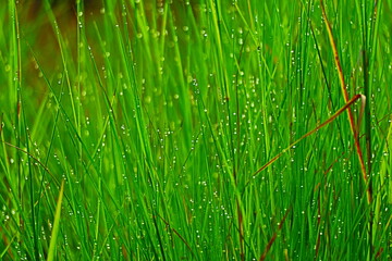 Blurry dewdrops on blade of green grasses.