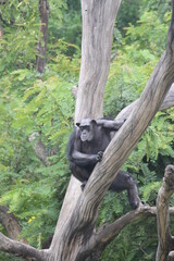 Apes (Hominoidea) are a branch of Old World tailless simians.