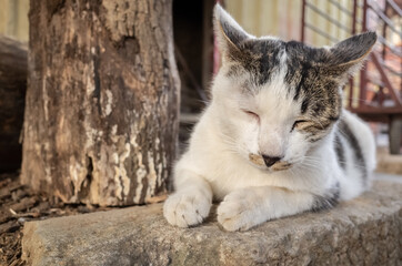 stray cat sit at a street