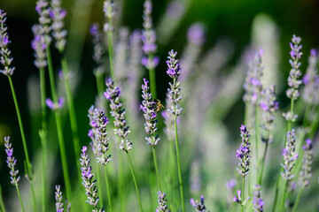 Many small blue lavender flowers in a sunny summer day in Scotland, United Kingdom, with selective focus, beautiful outdoor floral background.
