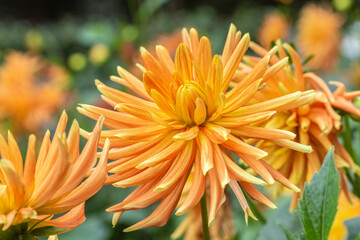 Flowers and plants in Dutch open air museum, Arnhem