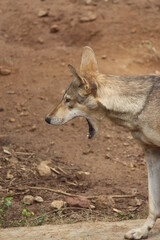 Red wolves are mostly brown and buff colored with some black along their backs.